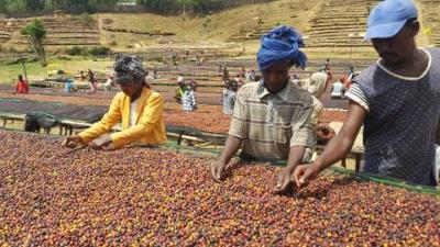 Ethiopia Yirgacheffe Gedeb washed